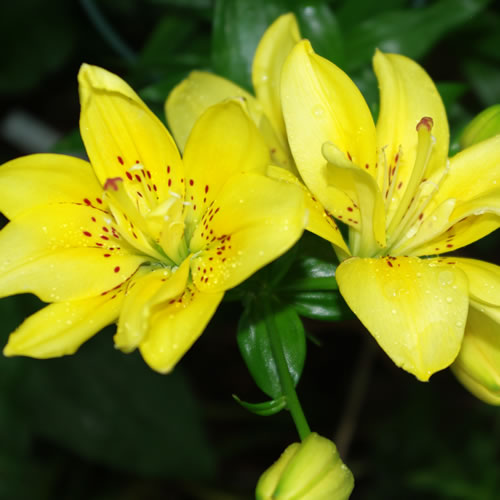 Lilium Fata Morgana
